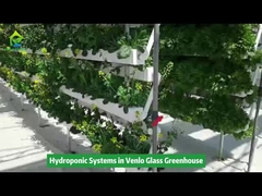 Venlo Serasında Dikey Topraksız Yetiştirme Sulama Ekipmanları