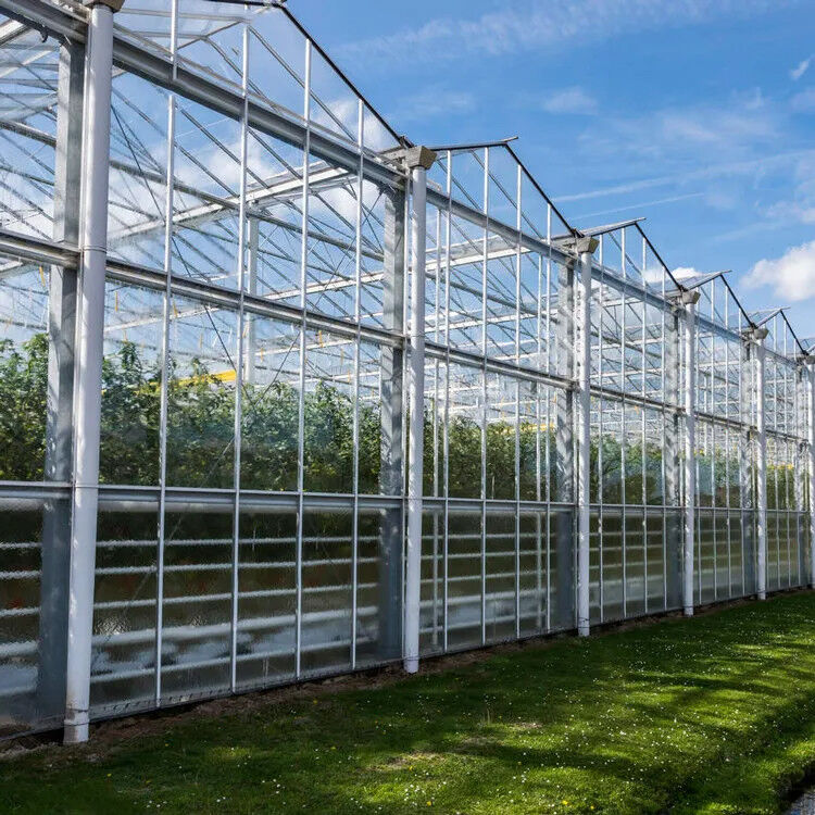 Tarımsal cam seralarda optimal havalandırma için sıcak daldırılmış galvanizli çelik yapısı ve güçlendirilmiş cam kapağı