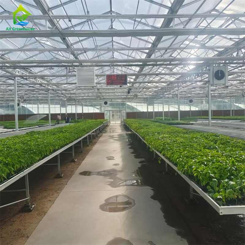 Akıllı Temperli Cam Şeffaf Yeşil Ev Büyük Çoklu açıklıklı Sıcak Daldırma Galvanizli Çelik Boru Tarımsal Cam Seralar Bitki Çiçek Yetiştiriciliği İçin
